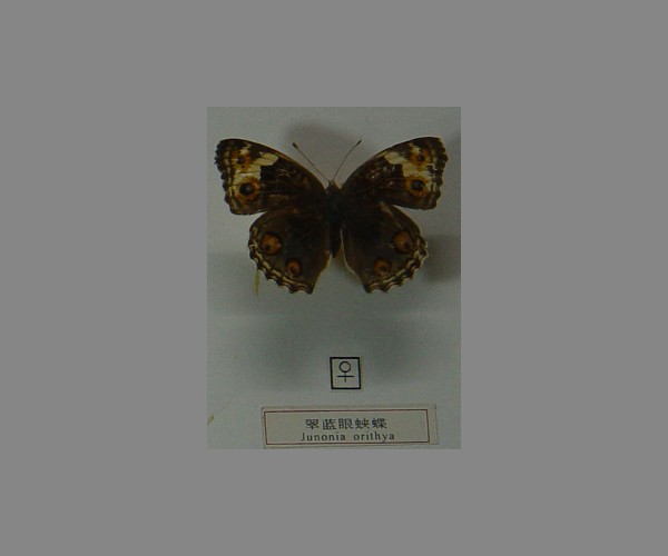翠蓝眼蛱蝶