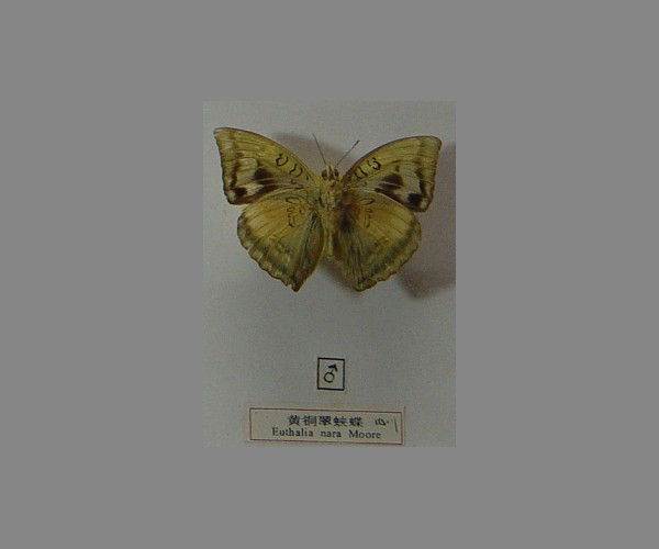 黄铜翠蛱蝶