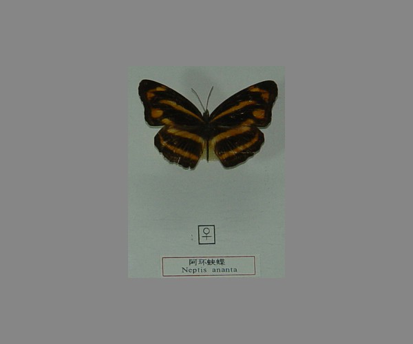 阿环蛱蝶