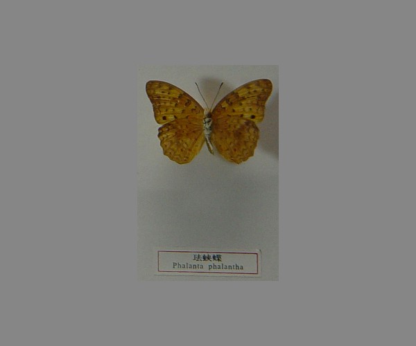 珐蛱蝶