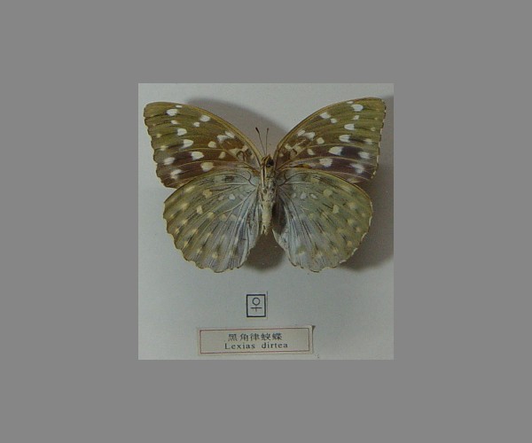 黑角律蛱蝶