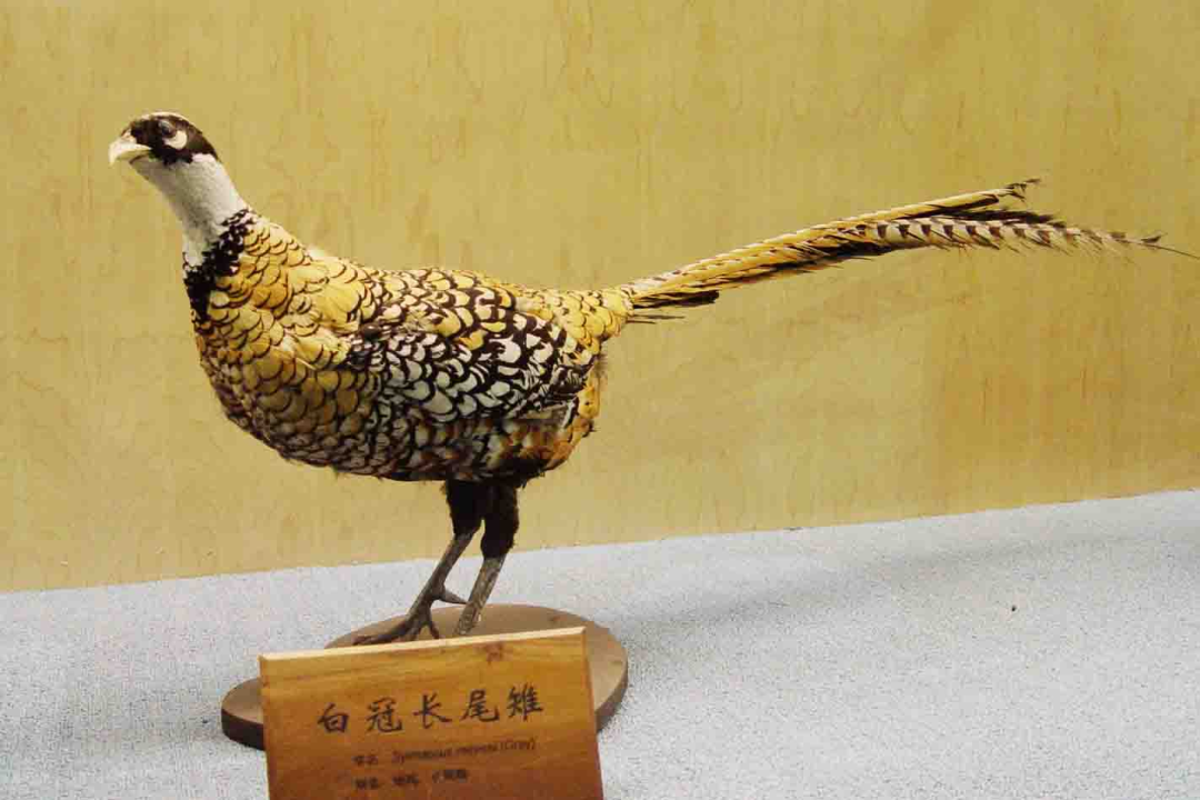 1774332059.png 图片.png