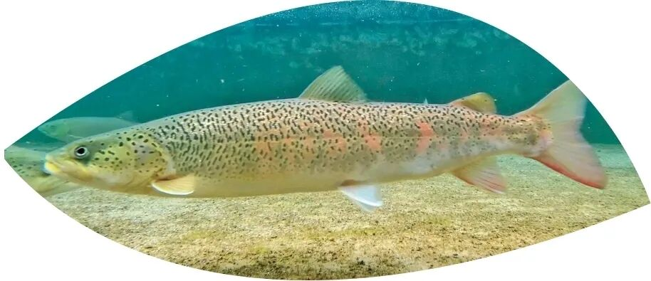 1774336208.png 图片.png