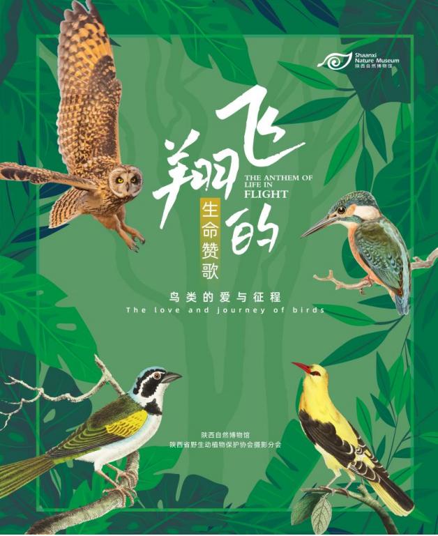 陕西自然博物馆鸟类公益展览正式开展  共赏自然之美