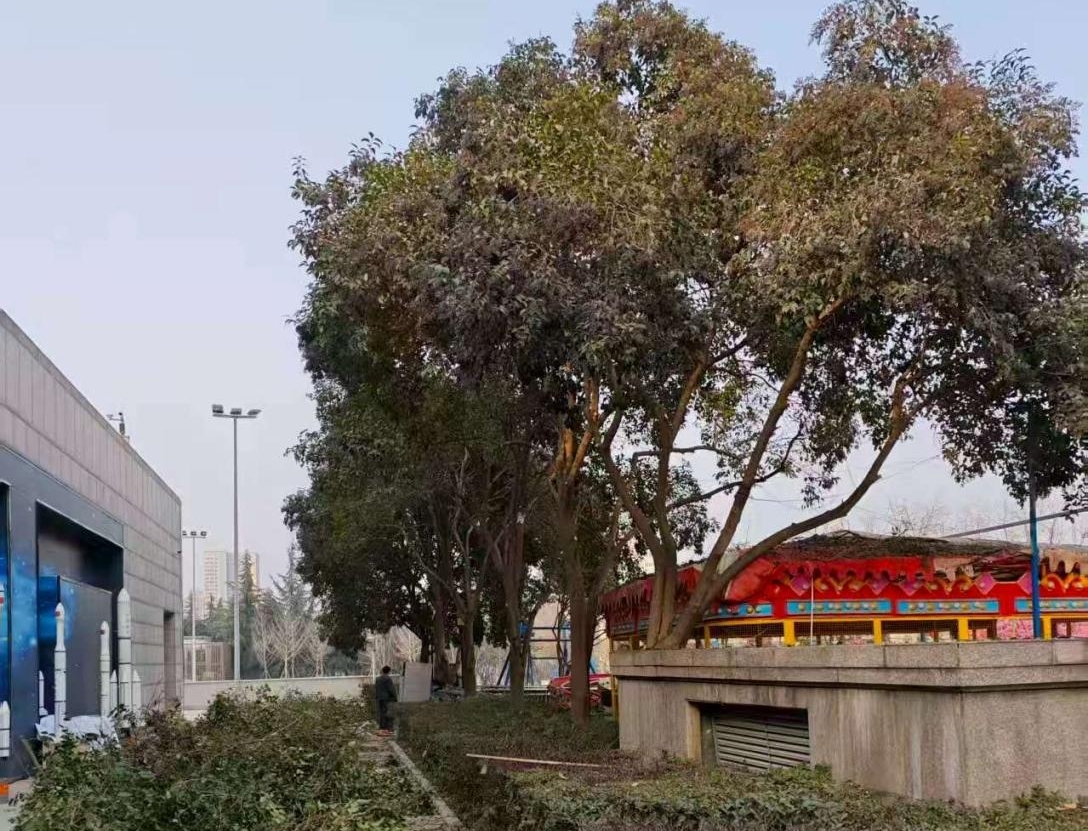 呵护绿植健康 美化馆区环境陕西自然博物馆开展高大乔木修枝塑形工作