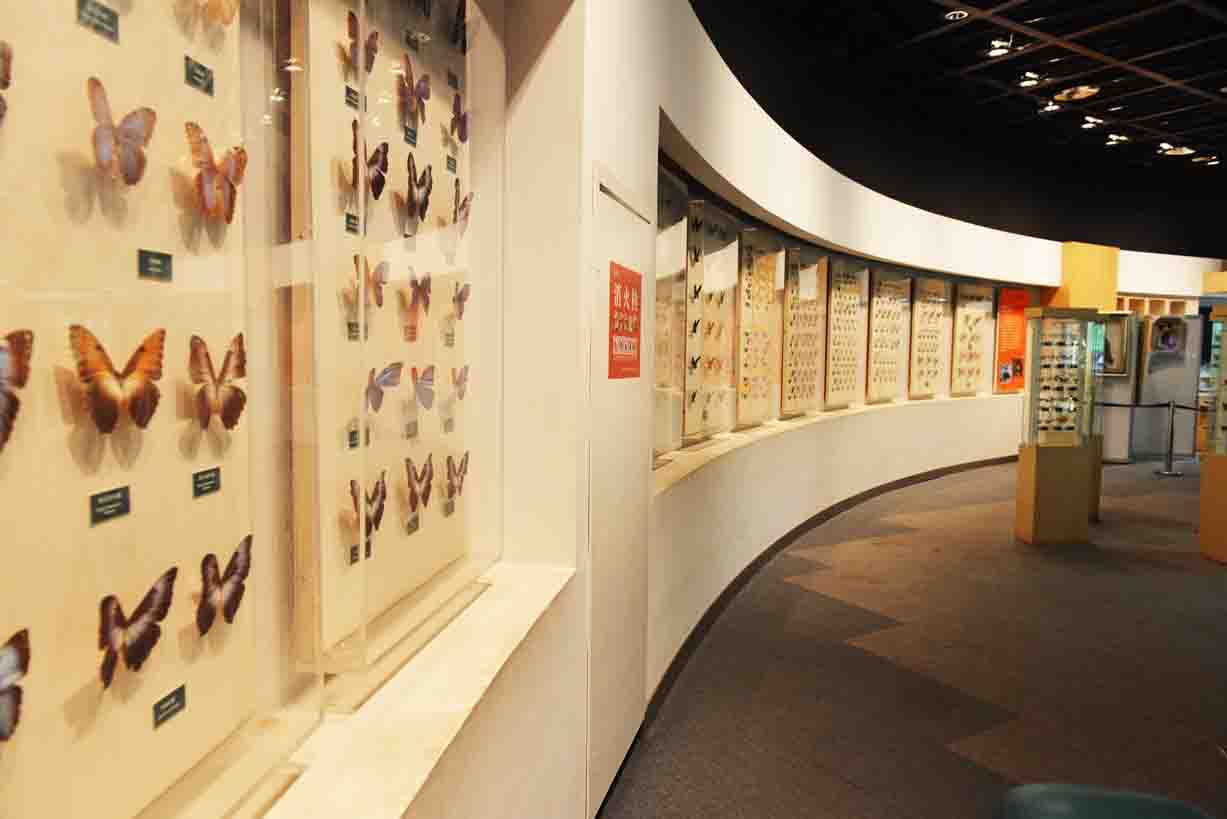 自然展馆-昆虫王国展厅