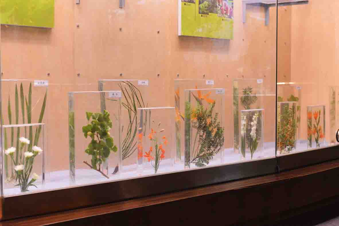 液浸植物标本展柜区