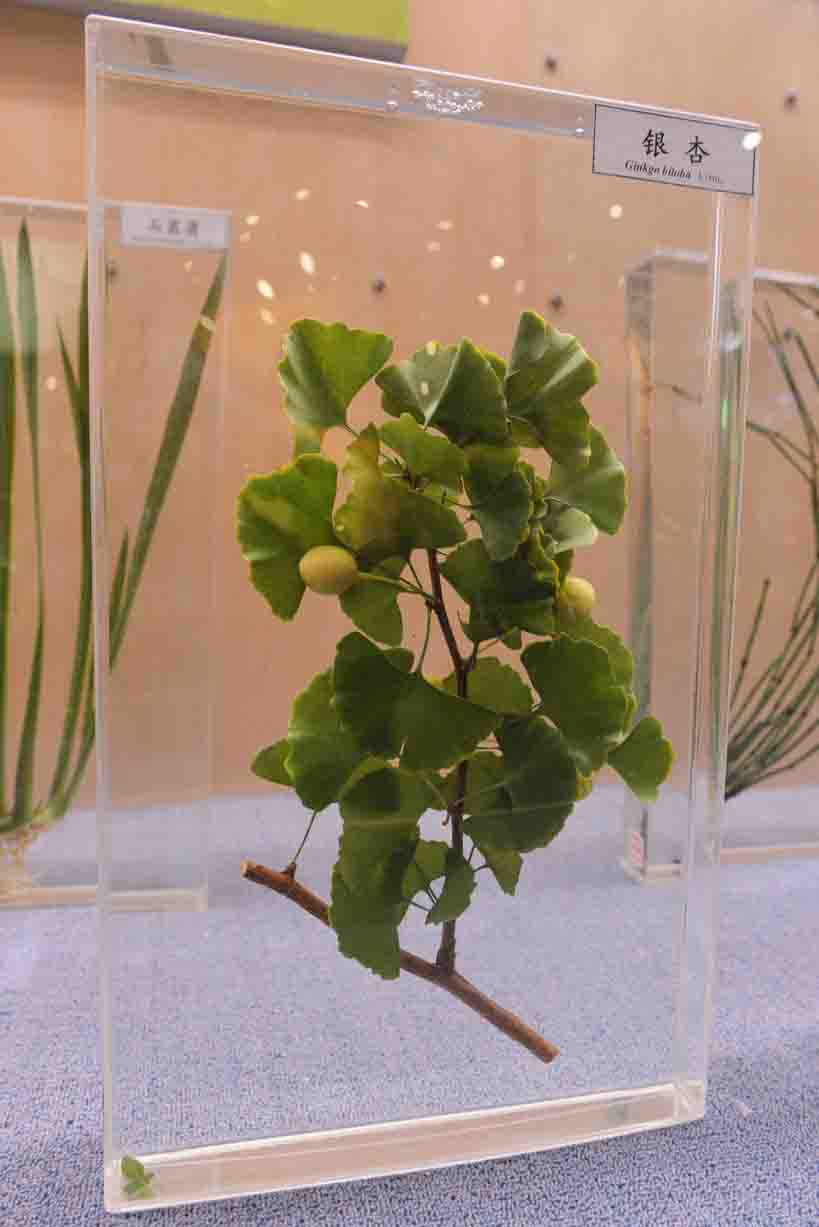 银杏