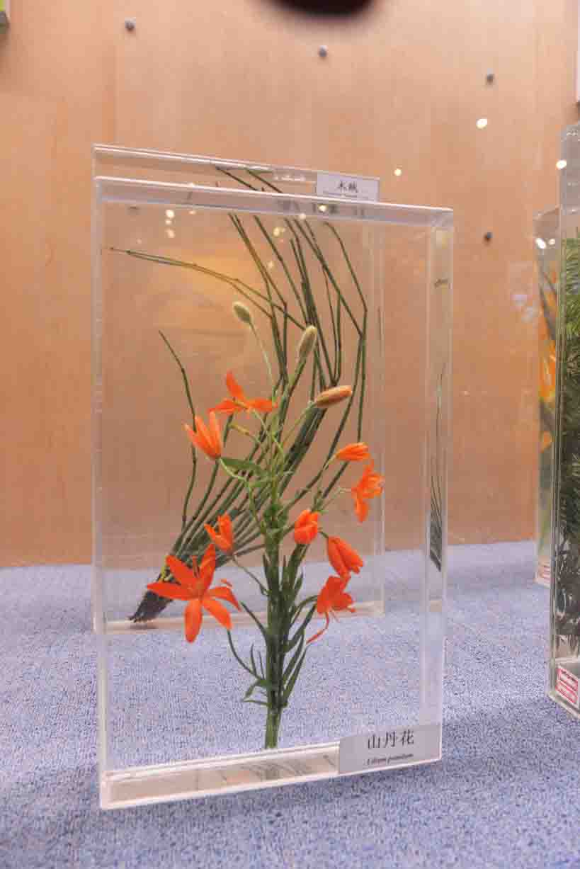 山丹花