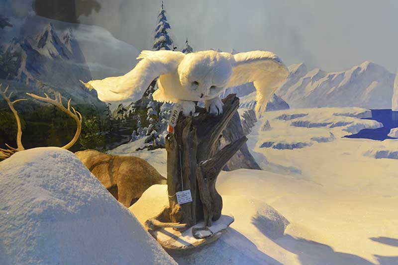 雪鸮