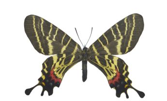 丽斑尾凤蝶