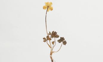 矮金莲花