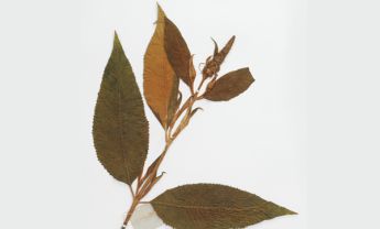 巴山醉鱼草