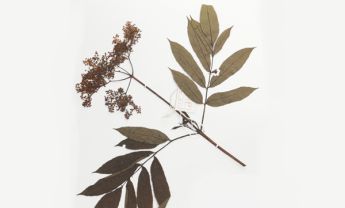 白芷
