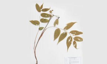 山竹花