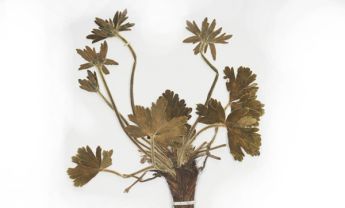 太白银莲花