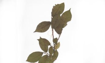榆树