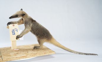 小食蚁兽
