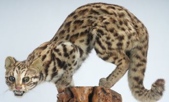 豹猫