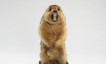 旱獭