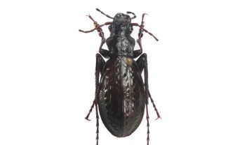 步甲1