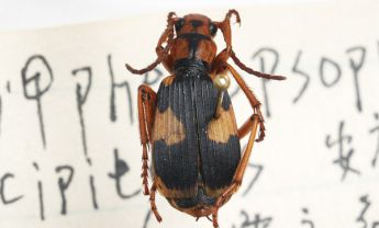 屁多甲