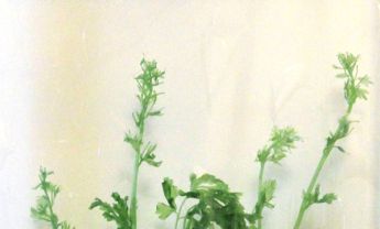 紫荆