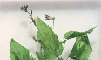 诸葛菜