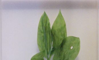 油点草