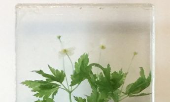 西南银莲花