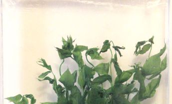 毛丝瓜