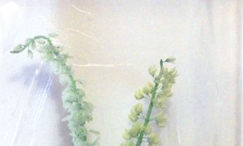 鲁冰花