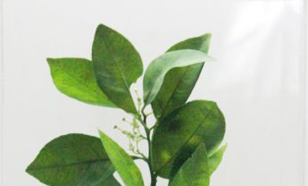 柑橘花