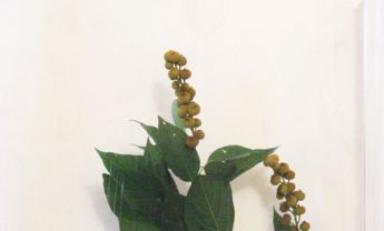 黄果茄