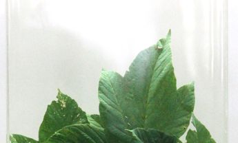 茶条槭