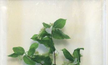 北京花楸