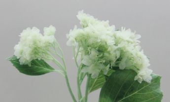 绿色绣球花