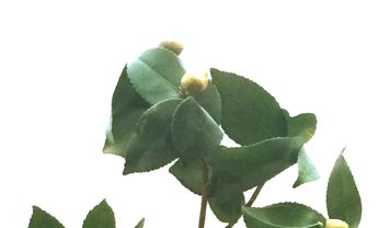 茶花