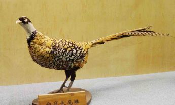 白冠长尾雉