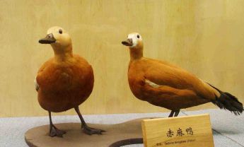 赤麻鸭
