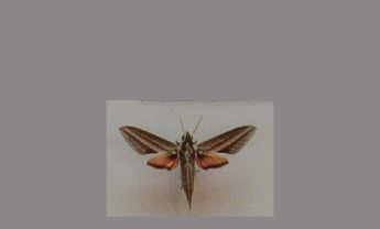 白眉斜线天蛾