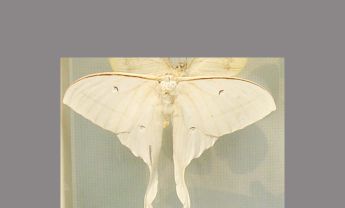 绿尾大蚕蛾