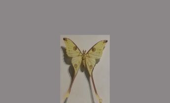 蛾