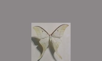 蛾