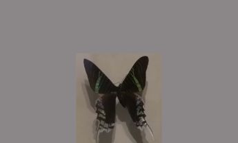 蛾