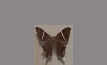 蛾