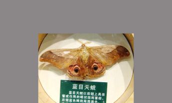 蓝目天蛾