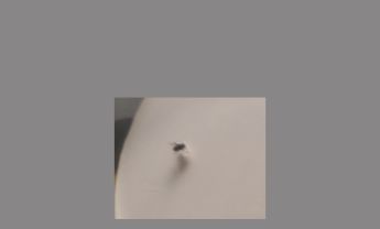具芒状触角苍蝇标本