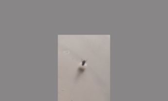 具芒状触角苍蝇标本