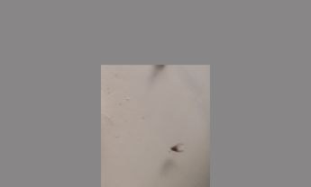 具芒状触角苍蝇标本